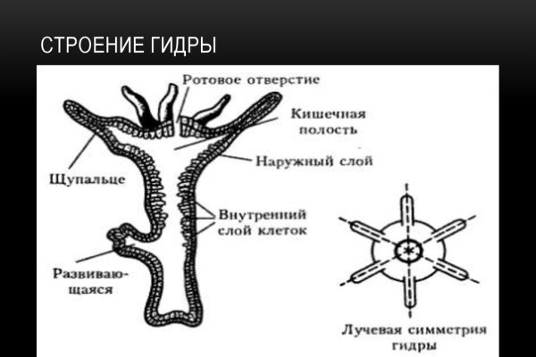 Kraken 12 at